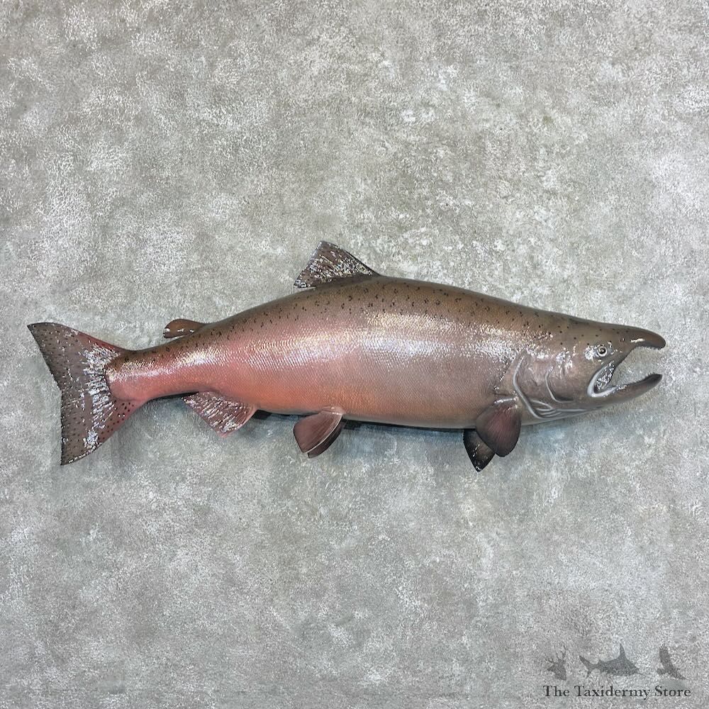 King Salmon Fish Mount For Sale #27692 @ The Taxidermy Store
