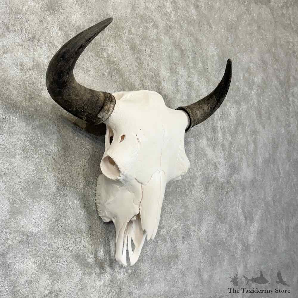 American Buffalo Bison Skull Mount For Sale #30778 @ The Taxidermy Store