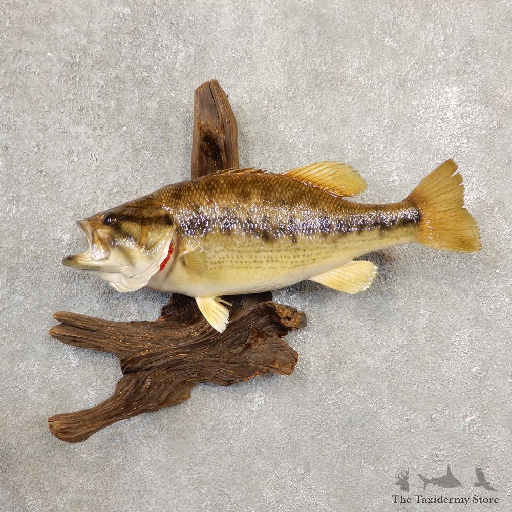 Largemouth Bass Fish Mount For Sale #20558 @ The Taxidermy Store
