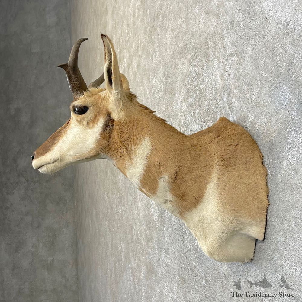 Pronghorn Taxidermy Shoulder Mount #25159 For Sale @ The Taxidermy Store