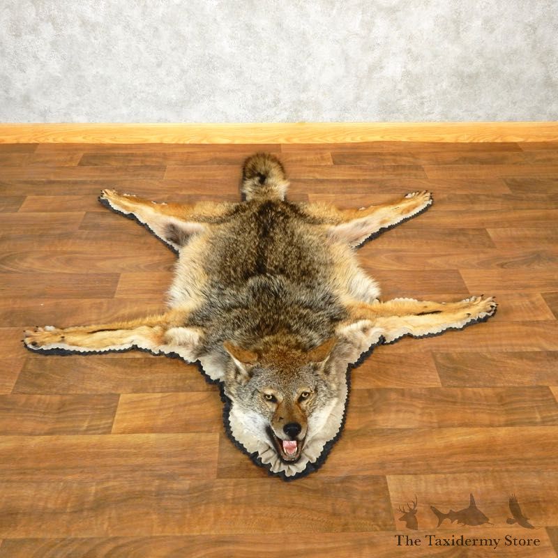 Coyote Rug Taxidermy Mount For Sale #17852 @ The Taxidermy Store