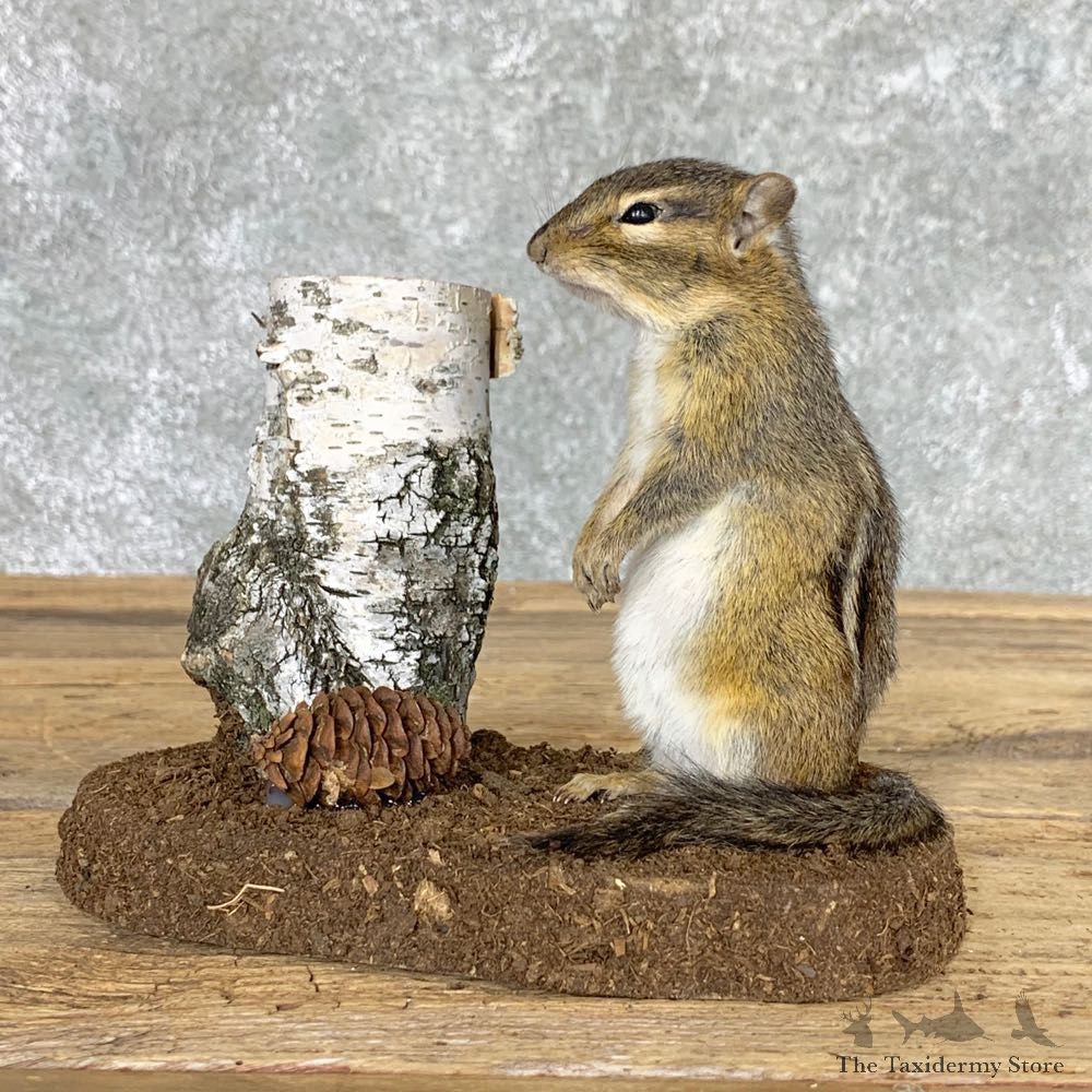Chipmunk Life-Size Mount For Sale #22445 @ The Taxidermy Store