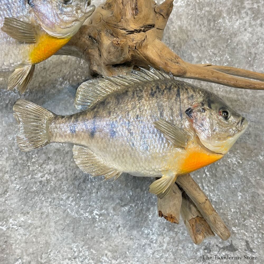 Bluegill Pair Fish Mount For Sale #28312 @ The Taxidermy Store