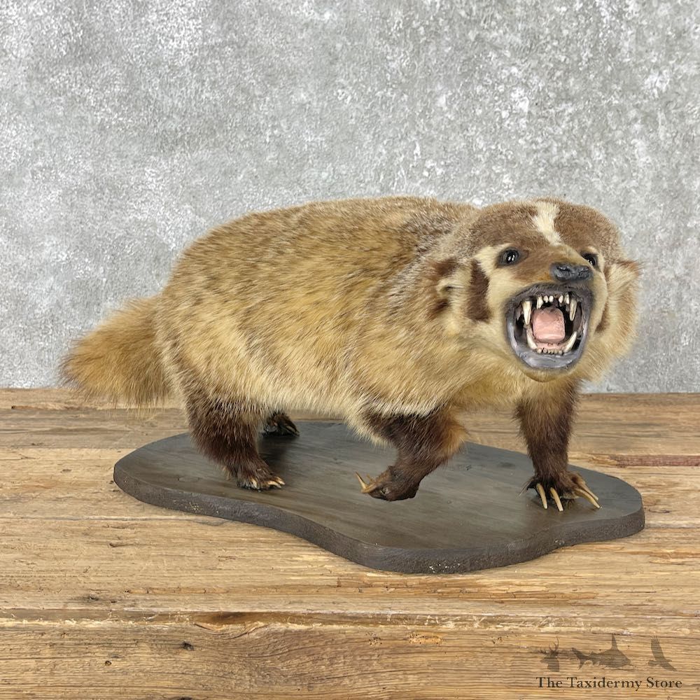 American Badger Life-Size Mount For Sale #26013 @ The Taxidermy Store