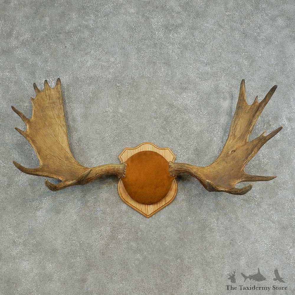 Eastern Canada Mouse Antler Plaque For Sale #16628 @ The Taxidermy Store