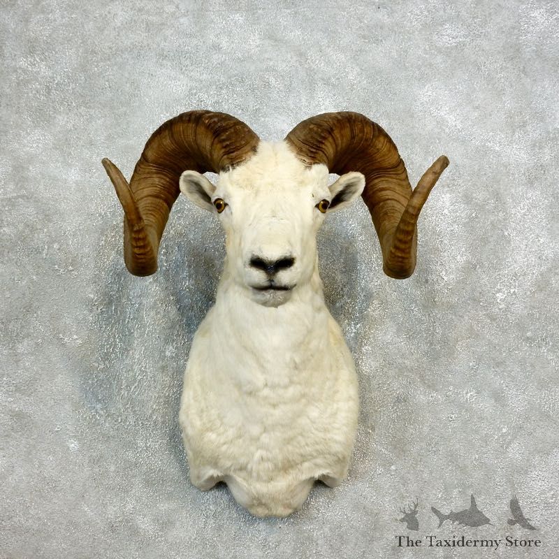 Dall Sheep Shoulder Mount For Sale #17705 @ The Taxidermy Store