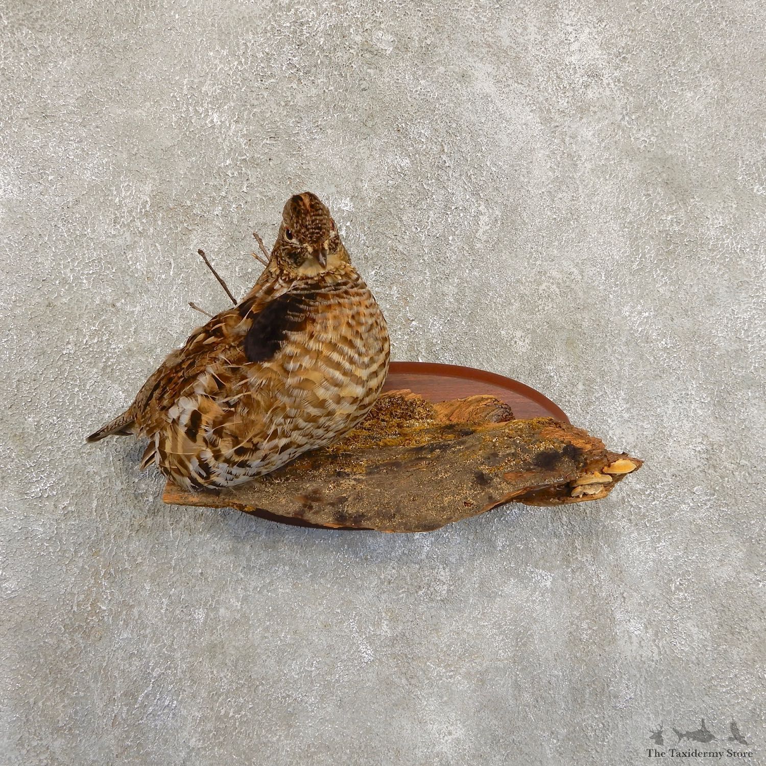 Ruffed Grouse Bird Mount For Sale #19720 @ The Taxidermy Store