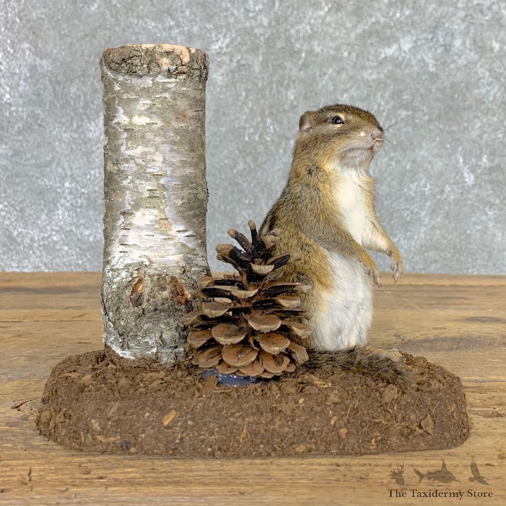 Chipmunk Life-Size Mount For Sale #22447 @ The Taxidermy Store