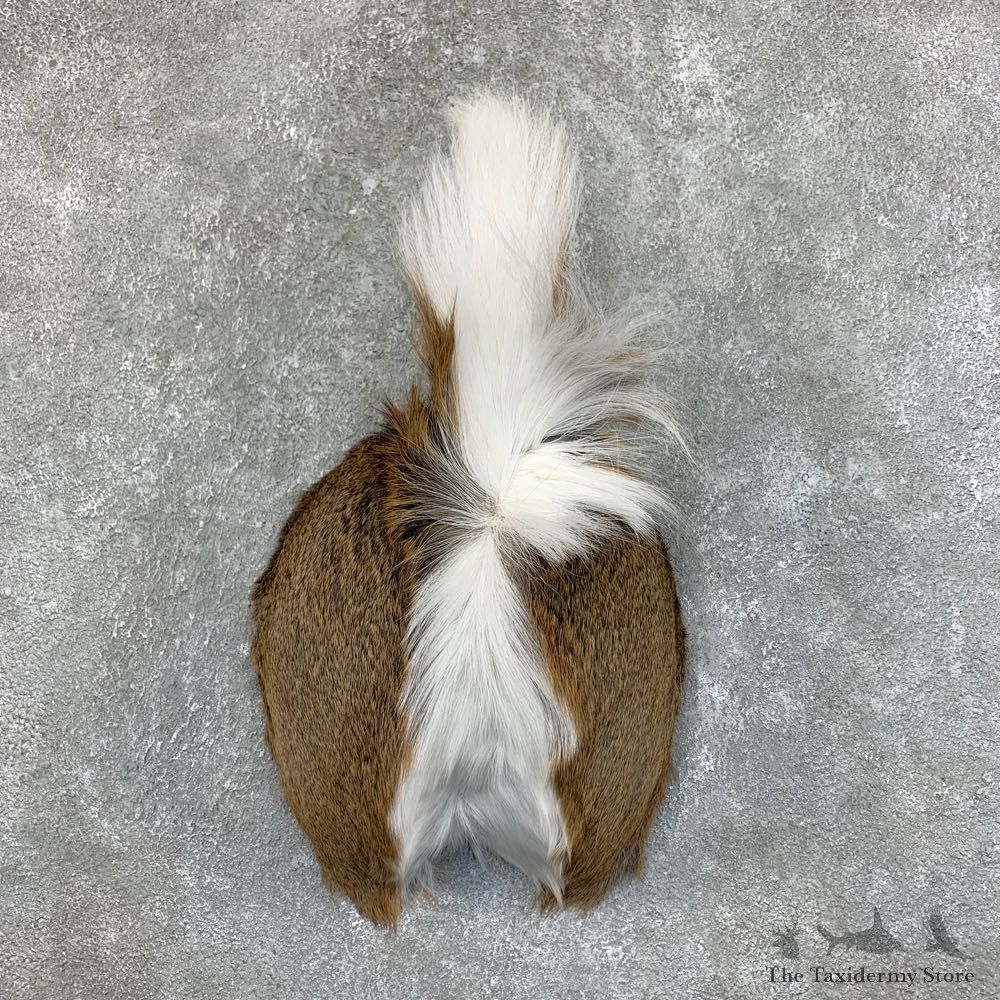 Whitetail Deer Rump Mount For Sale #22724 @ The Taxidermy Store