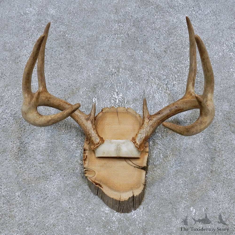 Whitetail Deer Antler Plaque Mount For Sale #14772 @ The Taxidermy Store