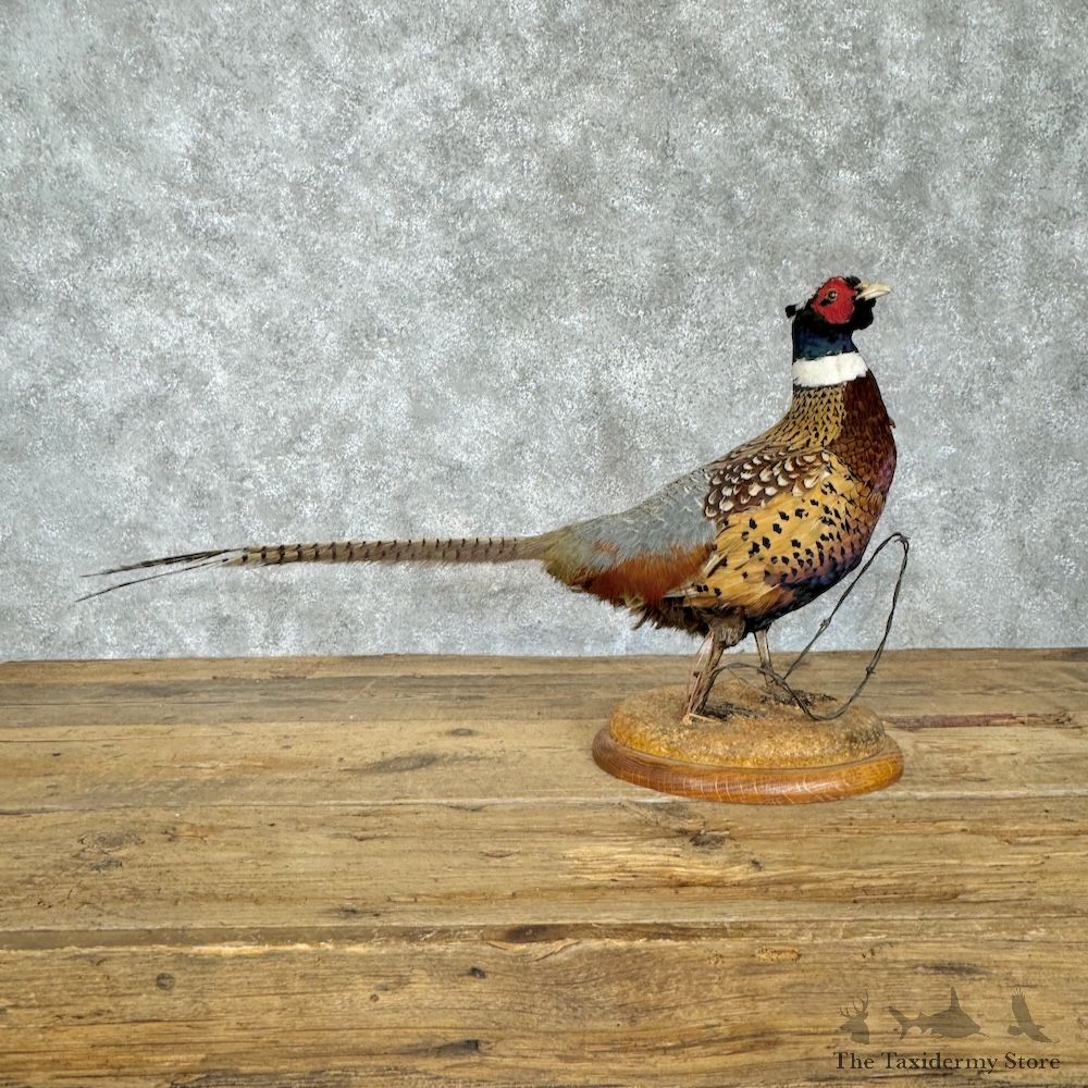 Ringneck Pheasant Bird Mount For Sale #29836 @ The Taxidermy Store