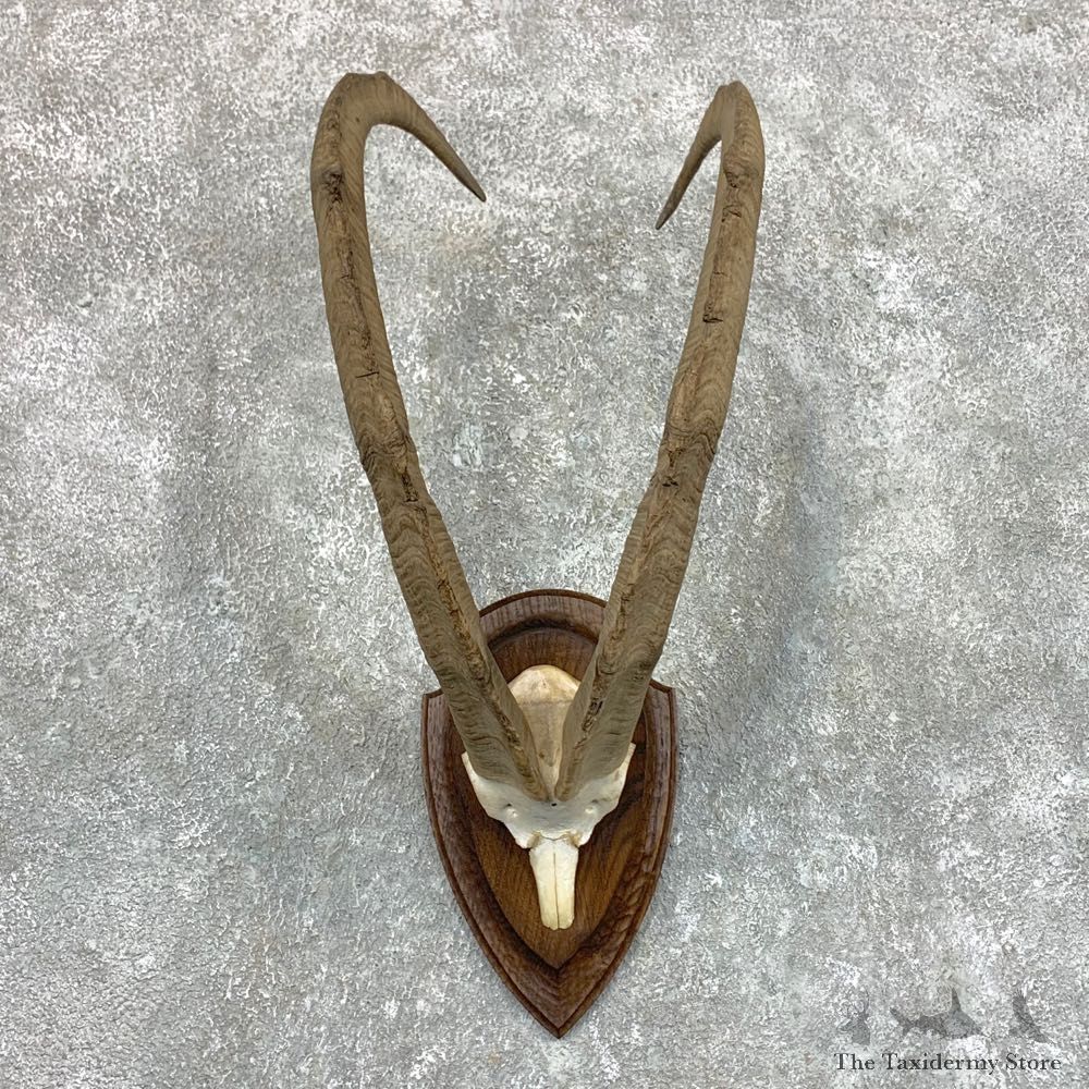 Bezoar Ibex Horn Plaque Mount For Sale #23613 - The Taxidermy Store