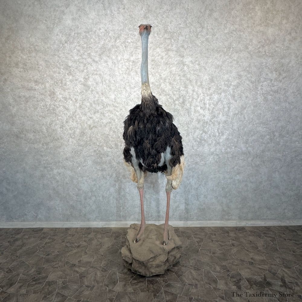 Standing Ostrich Life-Size Mount For Sale #29958 @ The Taxidermy Store