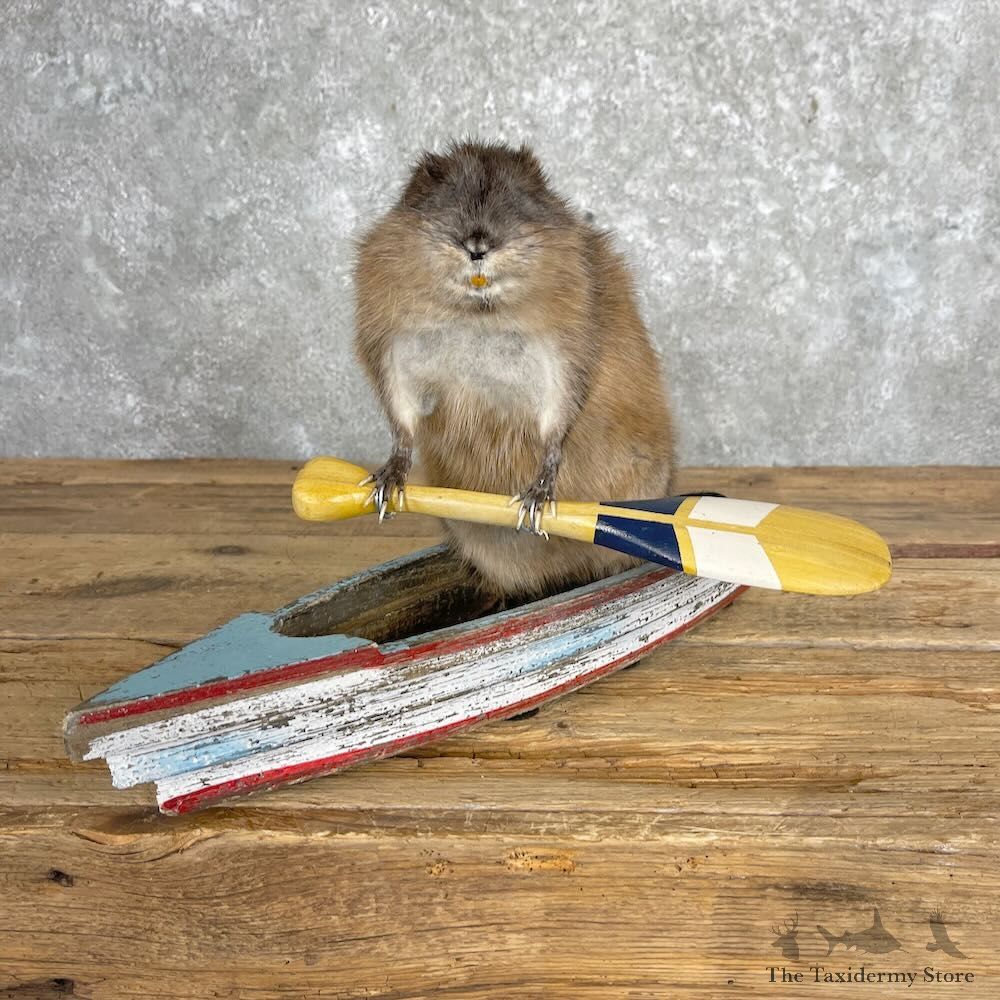 Novelty Muskrat Mount For Sale #28048 @ The Taxidermy Store