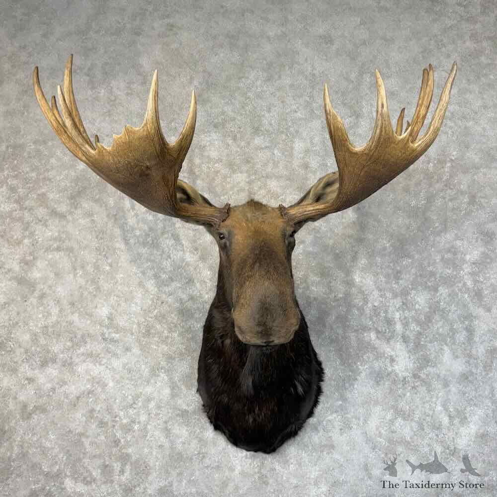Alaskan Yukon Moose Shoulder Mount For Sale #31235 @ The Taxidermy Store