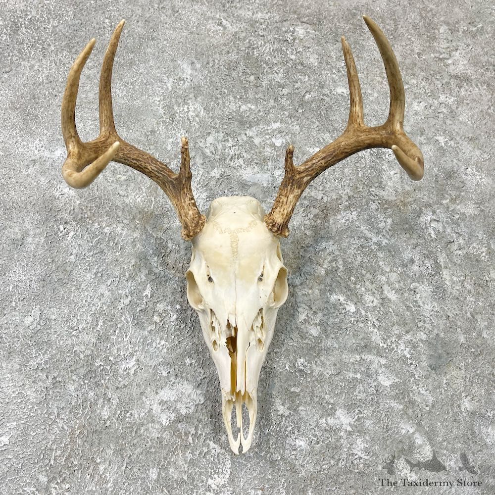 Whitetail Deer Skull European Mount For Sale #26990 @ The Taxidermy Store