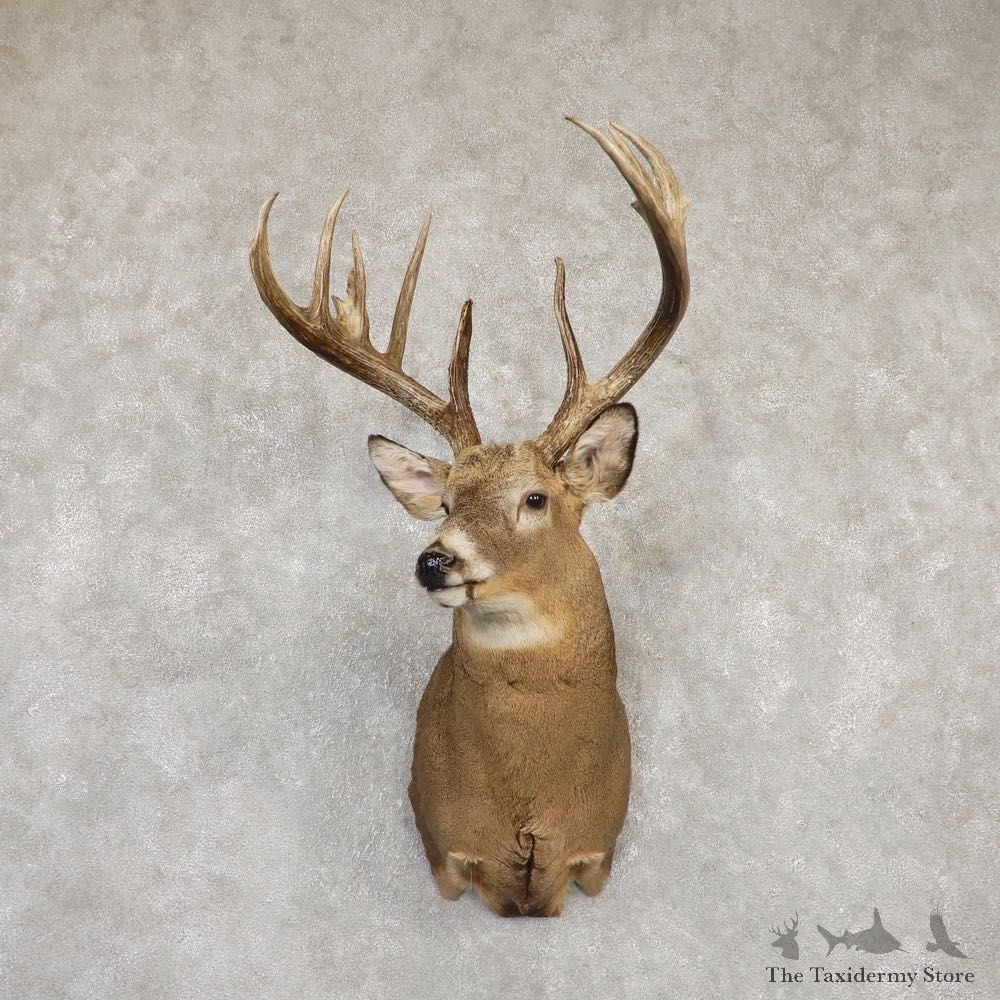 Whitetail Deer Shoulder Taxidermy Mount For Sale #20184 @ The Taxidermy Store.jpg