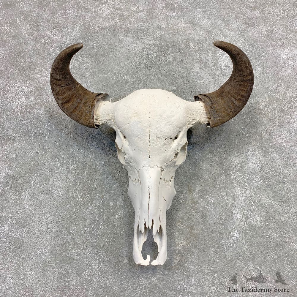 Water Buffalo Skull And Horn Taxidermy Mount #21591 For Sale @ The Taxidermy Store