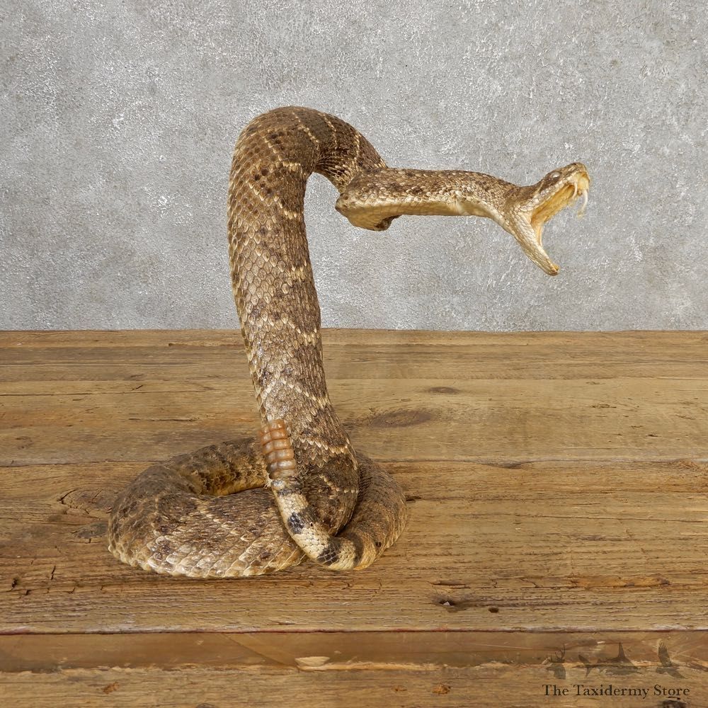 Western Diamondback Rattlesnake Mount For Sale #20319 @ The Taxidermy Store