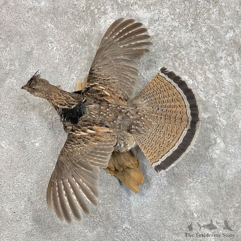 Ruffed Grouse Bird Mount For Sale #27483 @ The Taxidermy Store