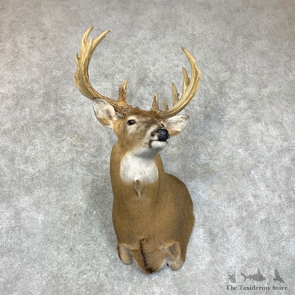 Whitetail Deer Shoulder Mount #22918 For Sale - The Taxidermy Store
