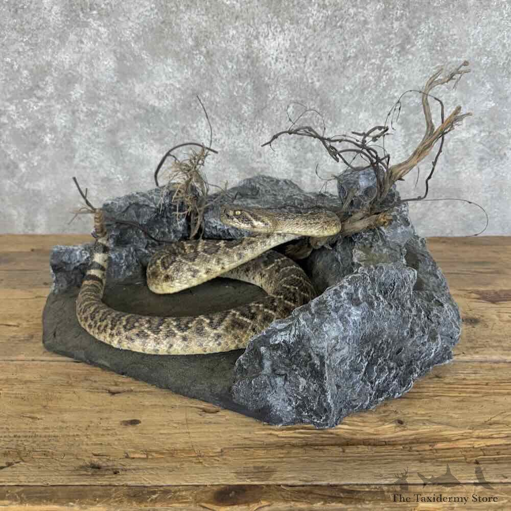 Eastern Diamondback Rattlesnake Mount For Sale #31125 @ The Taxidermy Store