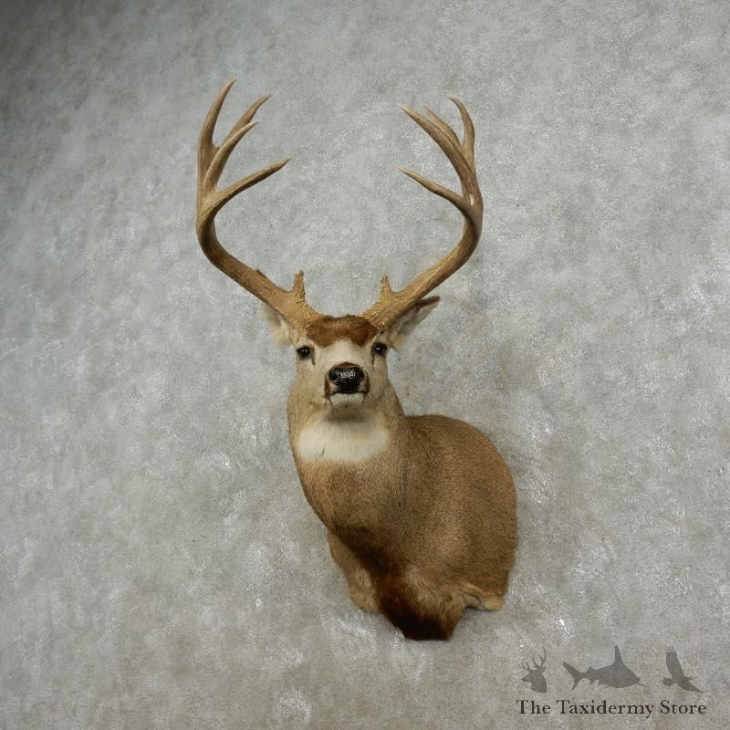 Mule Deer Shoulder Mount For Sale #17322 @ The Taxidermy Store