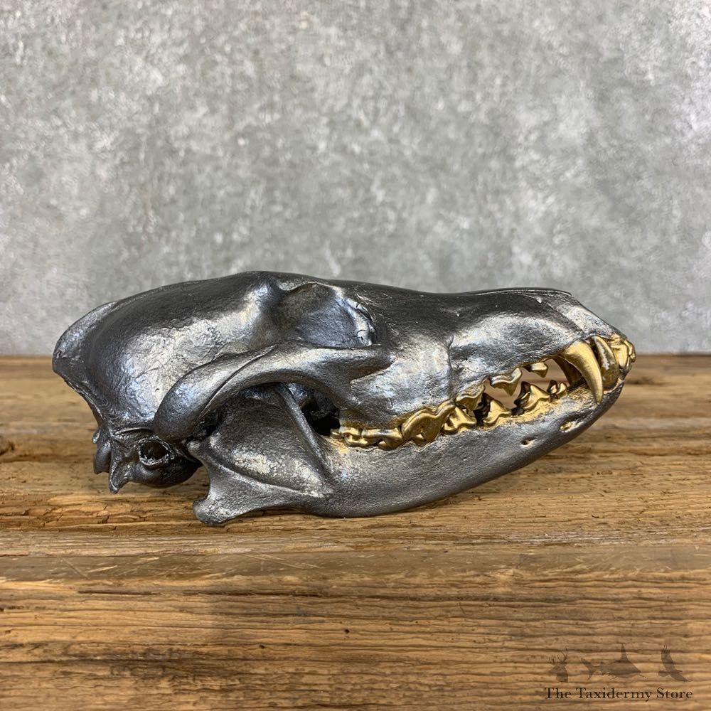 Coyote Full Skull Taxidermy Mount #21496 For Sale @ The Taxidermy Store