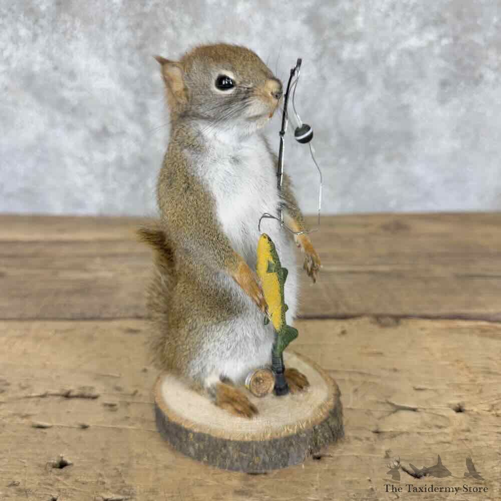 Fishing Red Pine Squirrel Novelty Mount For Sale #32267 @ The Taxidermy Store