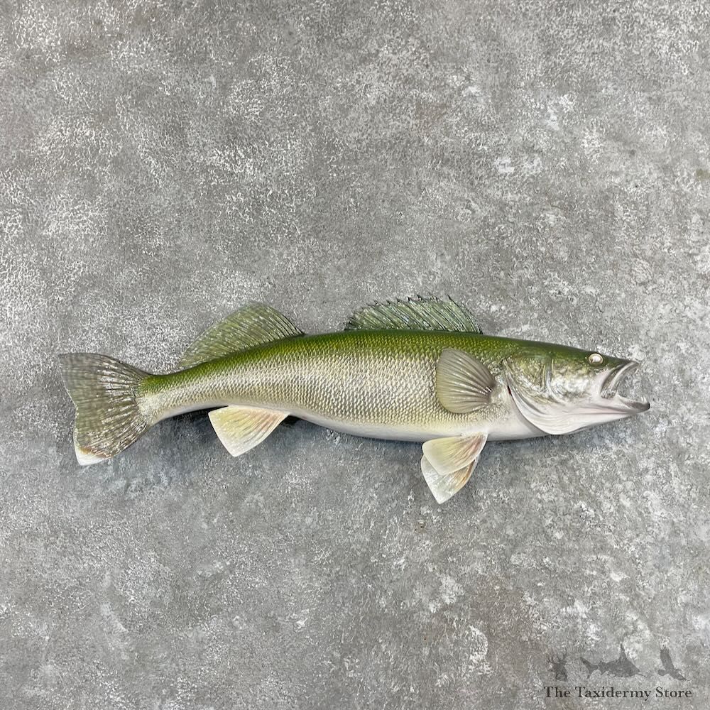 Walleye Fish Mount For Sale #27543 @ The Taxidermy Store