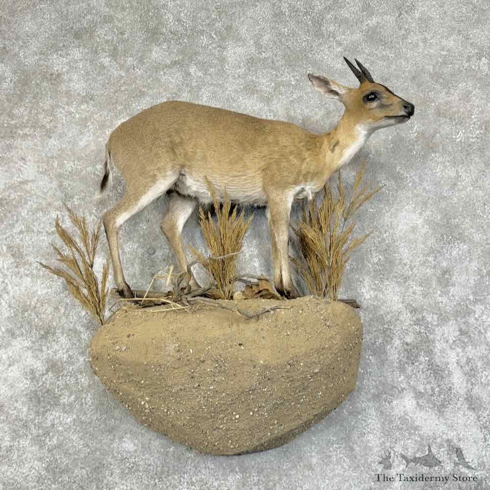 Campbells Duiker Life-Size Mount For Sale #31319 @ The Taxidermy Store