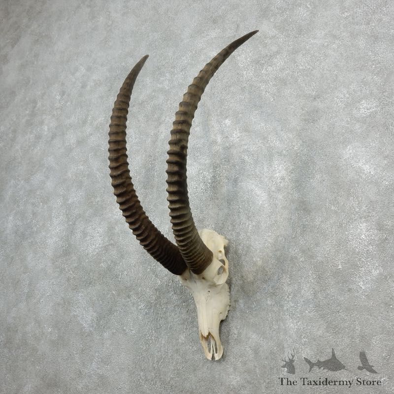 Sable Antelope Skull & Horn Mount For Sale #18080 @ The Taxidermy Store