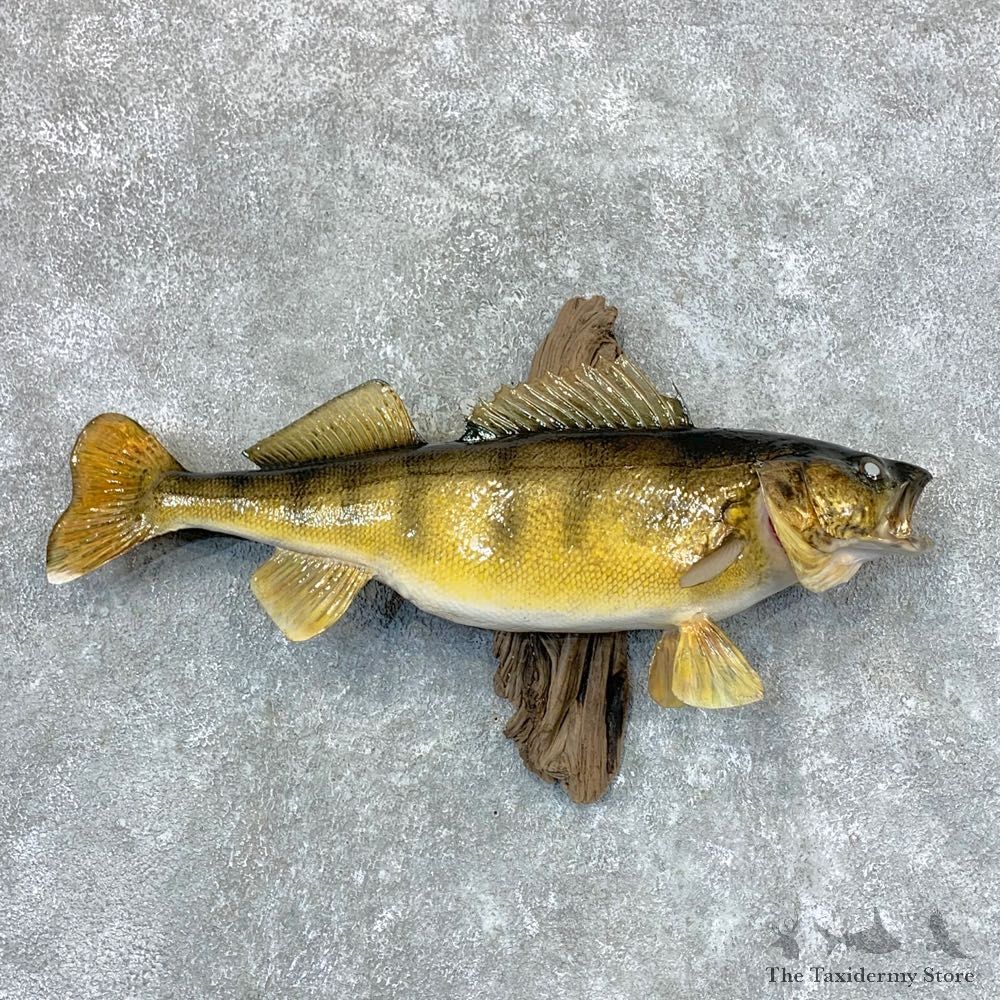 Walleye Taxidermy Fish Mount #23385 For Sale @ The Taxidermy Store