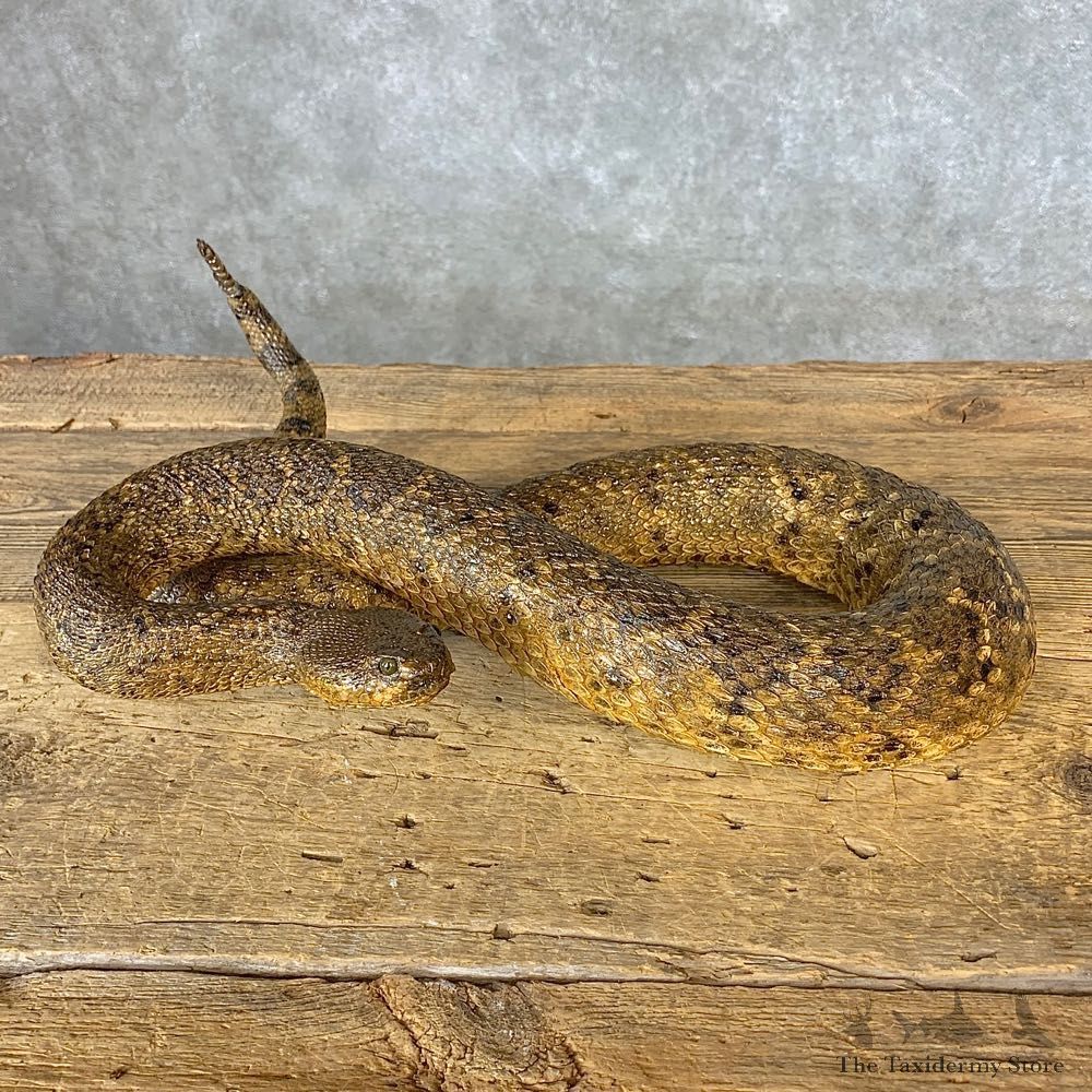 Eastern Diamondback Rattlesnake Mount For Sale #21377 @ The Taxidermy Store