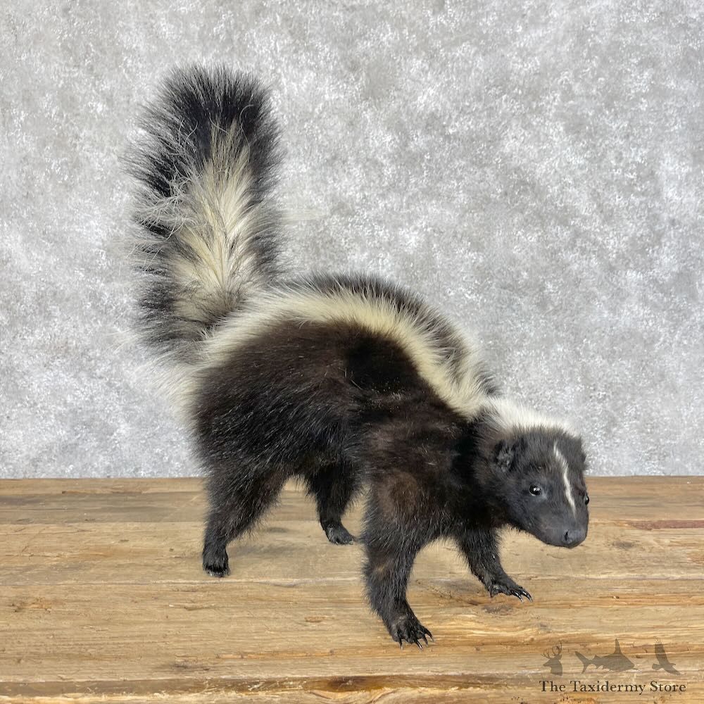 Striped Skunk Life-Size Mount For Sale #28655 @ The Taxidermy Store
