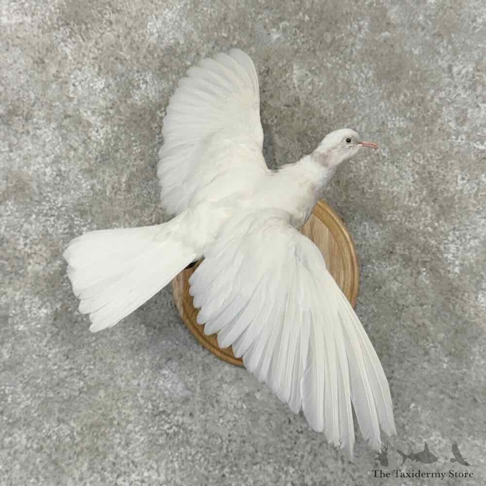 White Ringneck Dove Life Size Bird Mount For Sale #31997 @ The Taxidermy Store
