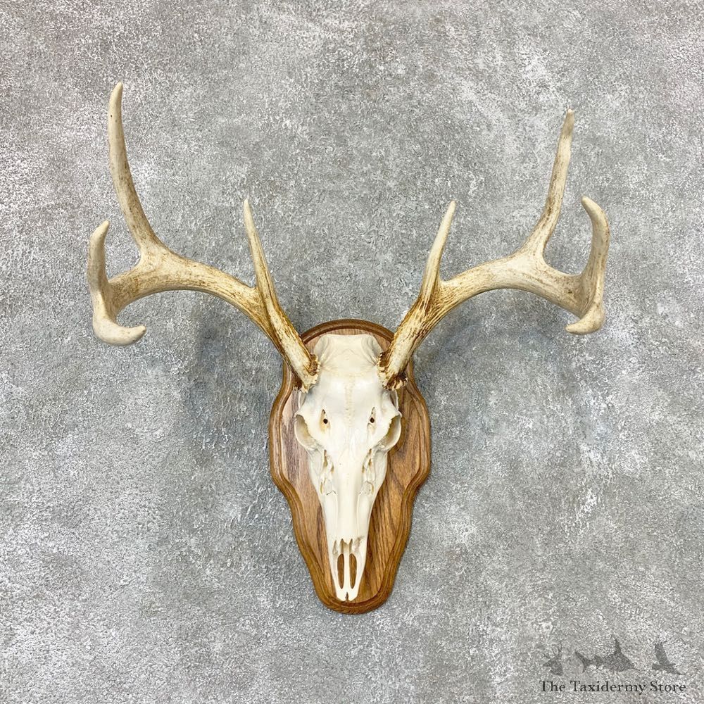 Whitetail Deer Skull European Mount For Sale #22319 @ The Taxidermy Store