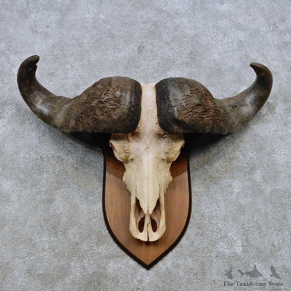 Cape Buffalo Skull European Mount For Sale #14534 @ The Taxidermy Store