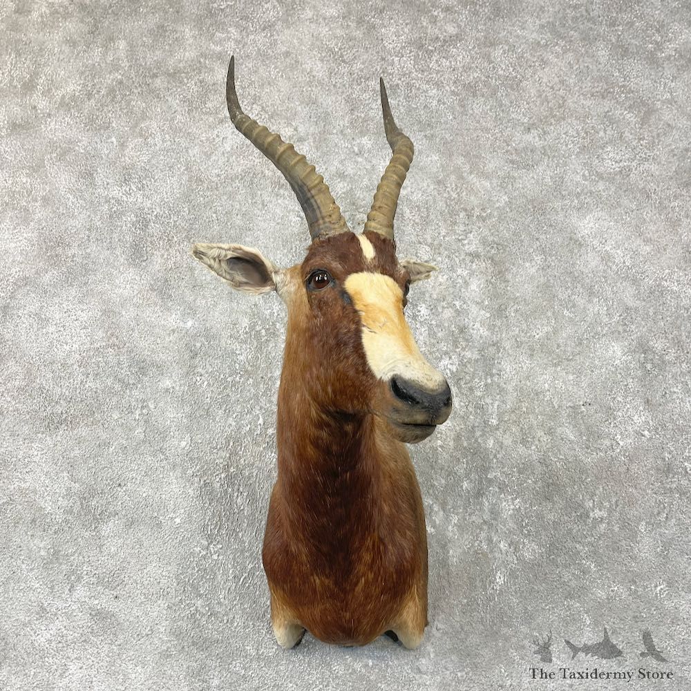 African Blesbok Shoulder Mount For Sale #26054 @ The Taxidermy Store