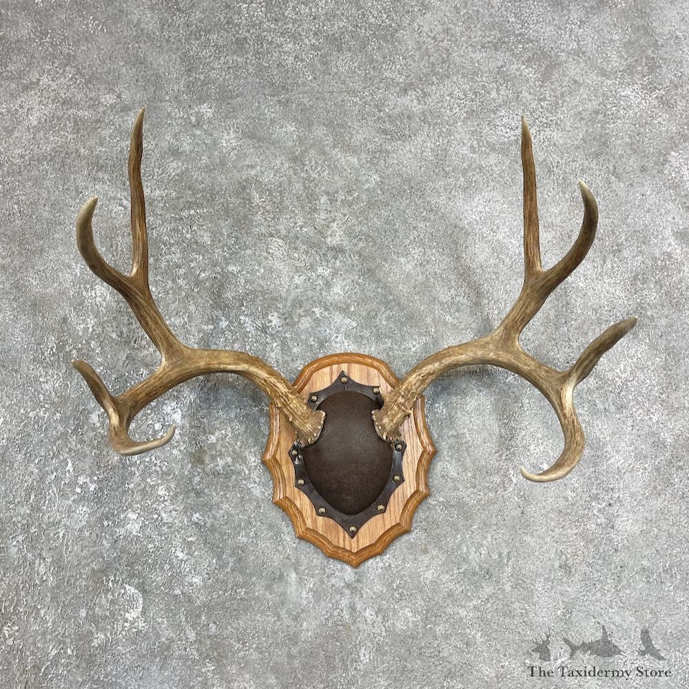 Mule Deer Taxidermy Antler Plaque #25879 For Sale @ The Taxidermy Store
