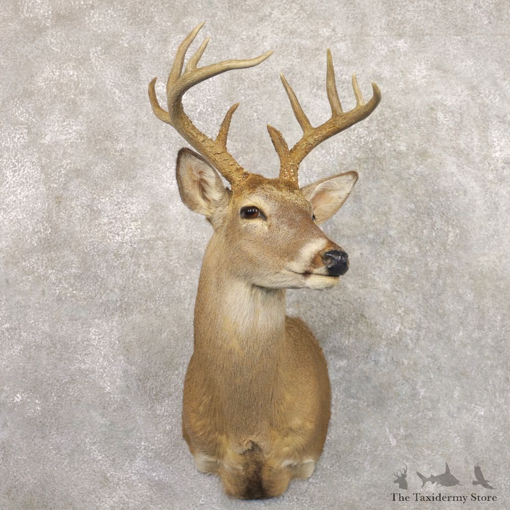 Whitetail Deer Shoulder Mount #22168 For Sale - The Taxidermy Store