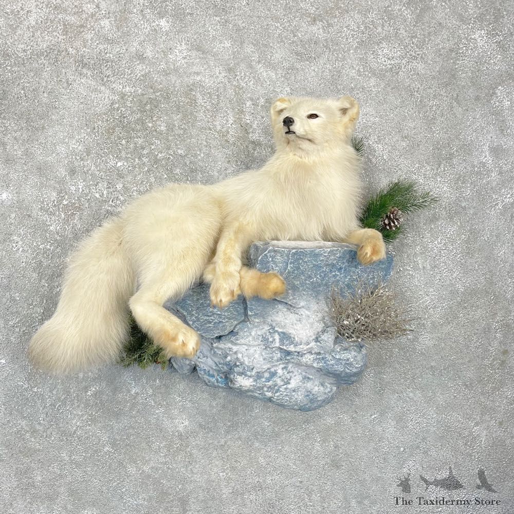 Arctic Fox Taxidermy Life-Size Mount For Sale #24922 @ The Taxidermy Store