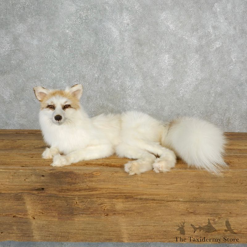 Sun Glow Fox Laying Life-Size Mount For Sale #17830 @ The Taxidermy Store