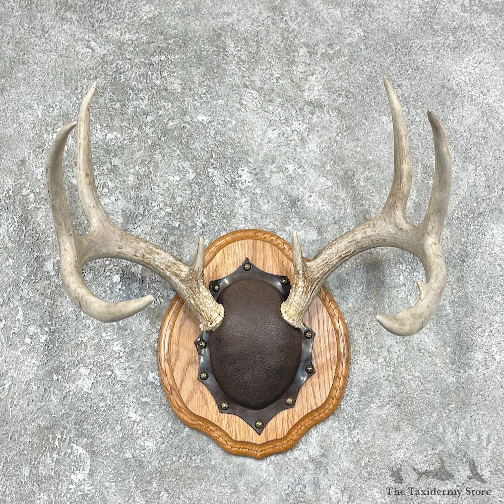 Whitetail Deer Antler Plaque Mount For Sale #25891 @ The Taxidermy Store