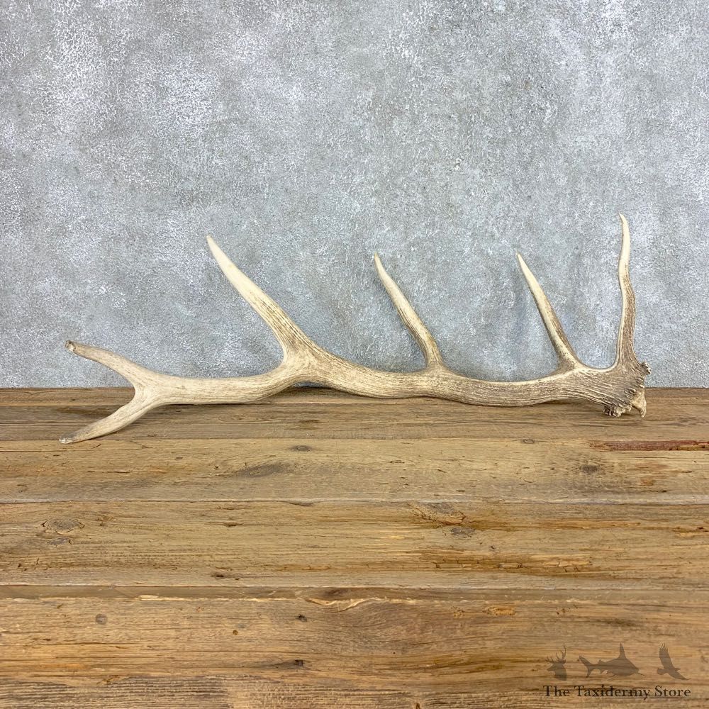 Elk Antler Shed For Sale #21521 @ The Taxidermy Store