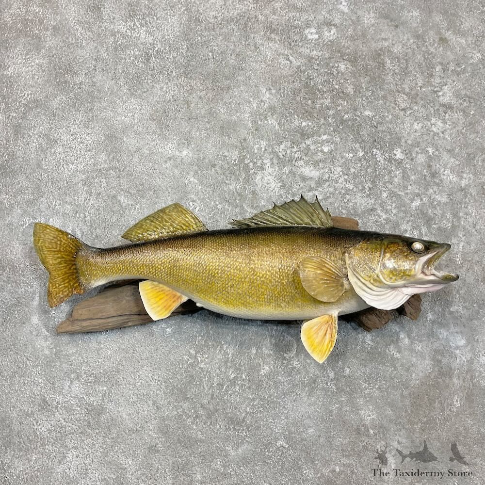 Walleye Fish Mount For Sale #27326 @ The Taxidermy Store