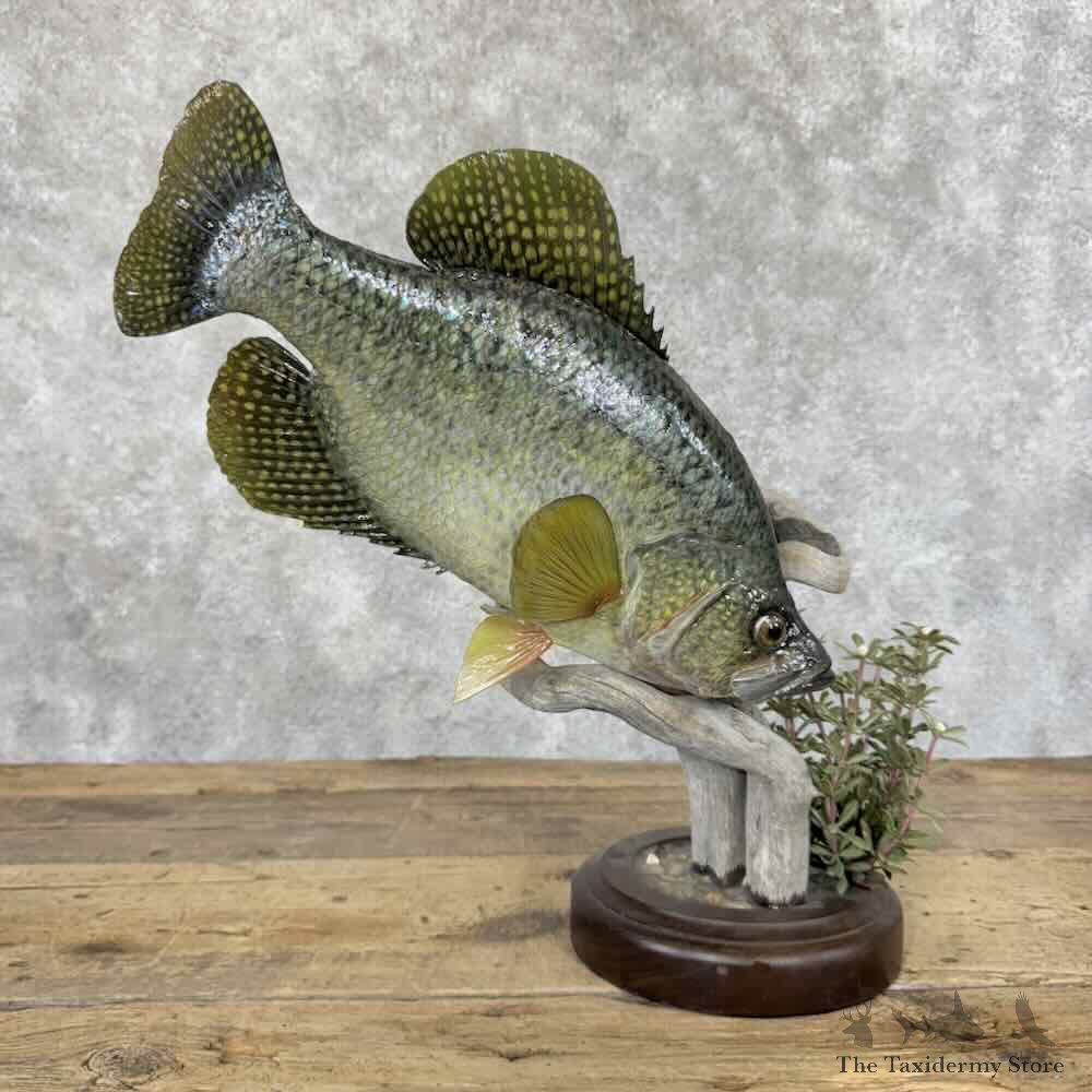 Black Crappie Fish Mount For Sale #30618 @ The Taxidermy Store