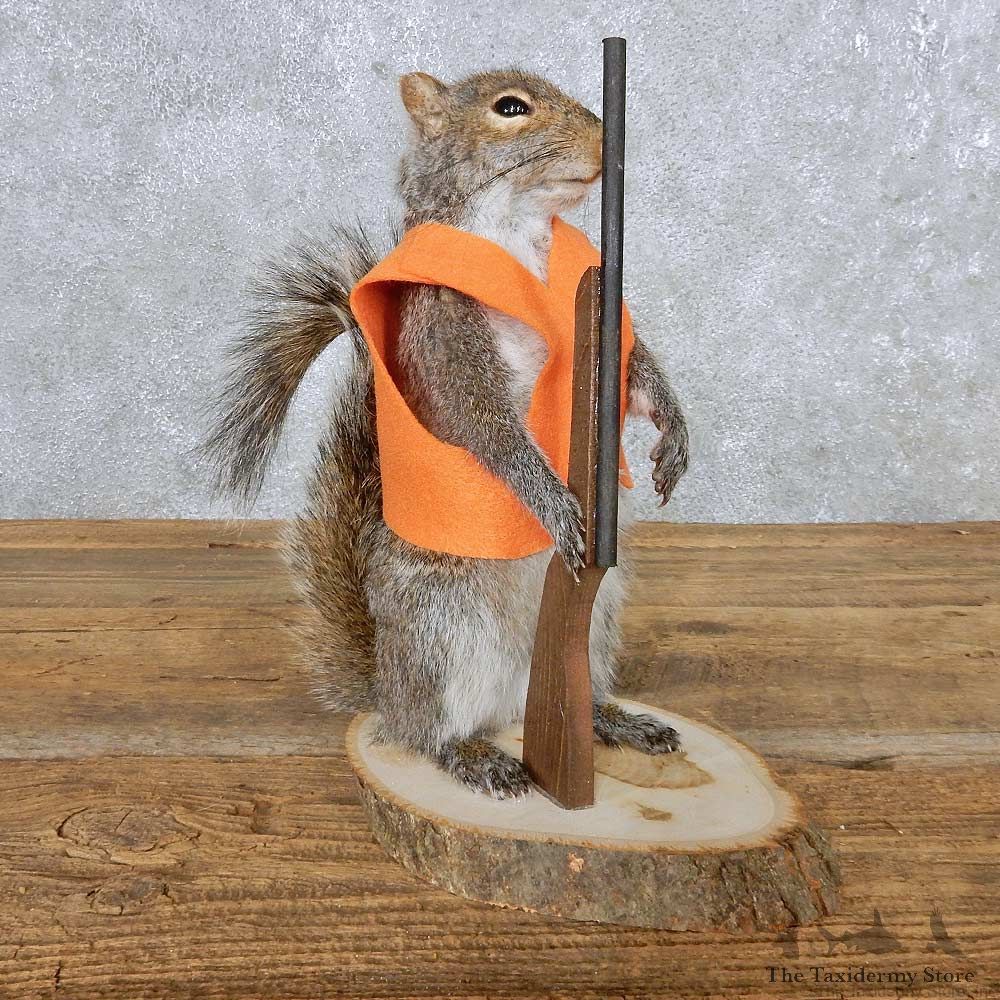 Hunting Grey Squirrel Mount For Sale #14871 @ The Taxidermy Store