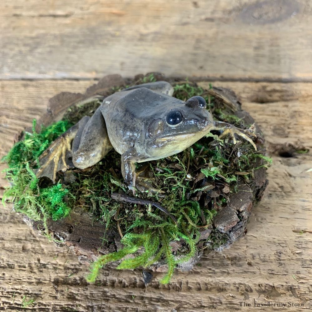 Bullfrog Taxidermy Mount For Sale #21549 @ The Taxidermy Store