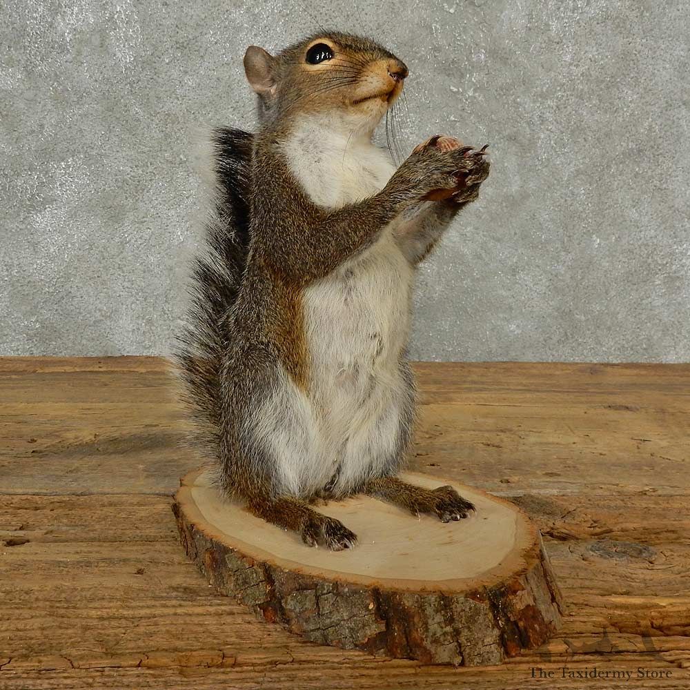 Grey Squirrel Life-Size Mount For Sale #16816 @ The Taxidermy Store